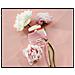 Eau De Parfum Donna Autentica 50 Ml - Foto miniatura 3
