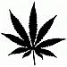 Marijuana - Maria - Adesivo Prespaziato - Colore Nero - 15cm - Foto miniatura 1