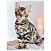 Puzzle Da 500 Pezzi - Gattino Del Bengala - Foto miniatura 1