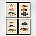 Set Di 4 Stampe Di Effetto Di Pesce Colorato Mediterraneo Composizione Di 11 Diversi Pesci Vecchia Carta Poster Della Priorità Bassa Senza Cornice A4 - Foto miniatura 1