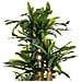 Pianta Dracena Artificiale Decorativa In Vaso 40x30x180h Cm - Foto miniatura 4