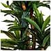 Pianta Dracena Artificiale Decorativa In Vaso 40x30x180h Cm - Foto miniatura 6
