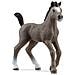 PULEDRO CHEVAL DE SELLE FRANCAIS - Foto miniatura 1