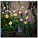 Luce Solare Fiore Solare 11 X 6 X 49,5 Cm - Foto miniatura 3