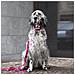 Guinzaglio Per Cani Mimetico Rosa - Foto miniatura 2