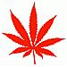 Marijuana - Maria - Adesivo Prespaziato - Colore Rosso - 20cm - Foto miniatura 1