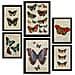 Set Di 6 Stampe Poster In Stile Cartaceo Vintage Con Farfalle E Sfondi Enciclopedici, Design D'interni Con Farfalle Colorate A3 & A4 Senza Cornice - Foto miniatura 1