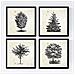 Set Di 4 Stampe Fogli Di Alberi Alberi Del Mondo Di Vintage Vecchio Sfondo Di Carta Poster Carta E Inchiostri Di Alta Qualità Senza Cornice 20x20 Cm - Foto miniatura 1