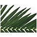 Coconut King Palm Branch, Artificial, 150cm - Foto miniatura 3