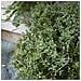 Luxform Luce Solare da Giardino a Micro LED Softone Sevilla - Foto miniatura 4