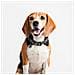 Collare Per Cani Grigio S /m - Foto miniatura 5