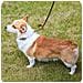 Guinzaglio Per Cani - Foto miniatura 4