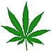 Marijuana - Maria - Adesivo Prespaziato - Colore Verde - 15cm - Foto miniatura 1
