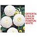 6 Bulbi Dahlia Pompon White - Foto miniatura 1
