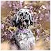 Guinzaglio Per Cani Lilla - Foto miniatura 3