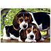 Puzzle Close Together 500 pz 49 x 34 cm 30289 - Foto miniatura 2