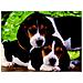 Puzzle Close Together 500 pz 49 x 34 cm 30289 - Foto miniatura 1