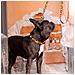 Guinzaglio Per Cani Leone - Foto miniatura 3