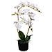 Orchidea Artificiale Con Vaso 65 Cm Bianca - Foto miniatura 1