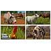 PS4 - Farming Simulator 2017 Platinum Edition - Foto miniatura 5