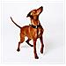 Collare Per Cani Nero - Xl - Foto miniatura 3