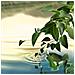 Eau De Parfum Donna Estee Lauder The Luxury Collection Tender Light 10 - Foto miniatura 4