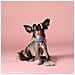 Collare Per Cani Multicolor Tie Dye - S - Foto miniatura 3