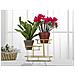 Vassoio Mf689 - Oro - Metallo - 36x22,5x27 Cm - Foto miniatura 5