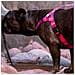 Pettorina Per Cani Mimetica Rosa - S - Foto miniatura 3