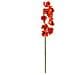 Cymbidium Spray, Rosso, 90cm - Foto miniatura 1