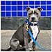 Collare Per Cani Blu - Xl - Foto miniatura 3