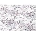 Copriletto Piquet Primavera Estate 100% Cotone Disegno Acquarello Piazza E Mezza Acquarello - Foto miniatura 5