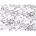 Copriletto Piquet Primavera Estate 100% Cotone Disegno Acquarello Singolo Acquarello - Foto miniatura 4