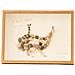 Cornice Espositiva Fai Da Te Per Conchiglie, Colore Legno, Cornice Floreale Cava Per Campioni  8 Pollici - Foto miniatura 1