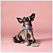 Collare Per Cani Multicolor Tie Dye - L - Foto miniatura 3