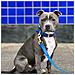 Collare Per Cani Blu - S - Foto miniatura 3