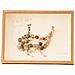 Cornice Espositiva Fai Da Te Per Conchiglie, Colore Legno, Cornice Floreale Cava Per Campioni  10 Pollici - Foto miniatura 1