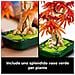Botanicals Bonsai di acero rosso giapponese - Foto miniatura 40
