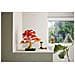 Botanicals Bonsai di acero rosso giapponese - Foto miniatura 26
