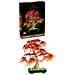 Botanicals Bonsai di acero rosso giapponese - Foto miniatura 11
