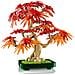Botanicals Bonsai di acero rosso giapponese - Foto miniatura 14