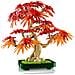 Botanicals Bonsai di acero rosso giapponese - Foto miniatura 13