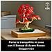 Botanicals Bonsai di acero rosso giapponese - Foto miniatura 37