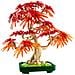 Botanicals Bonsai di acero rosso giapponese - Foto miniatura 2
