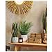 Pianta Artificiale Snake Plant 40 Cm - Foto miniatura 1