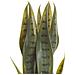 Pianta Artificiale Snake Plant 40 Cm - Foto miniatura 2