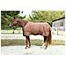Coperta Cavalli Rugbe Iceprotect 300g Marrone 165/215 Cm 328676 - Foto miniatura 3