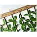 Tenda Antimosca Con Foglie Antirumore Caduta Pannello Porta Finestra Casa Amazzonia 120x230 Amazzonia - Foto miniatura 4