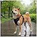 Pettorina per Cani con Guinzaglio e Collare Regolabile Nero M - Foto miniatura 4
