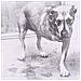 Cd Alice In Chains - Alice In Chains - Foto miniatura 1